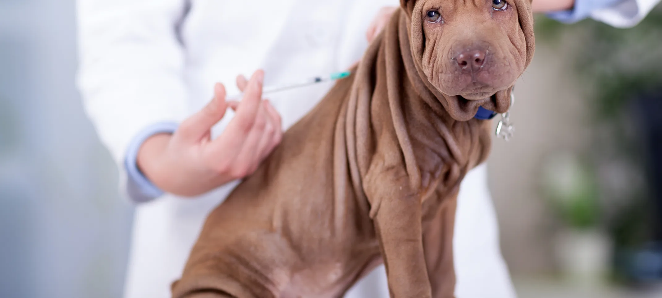 Brown dog is getting a shot in the back from a Veterinarian on a clinic table. 